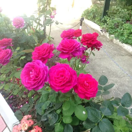 Pink Guest house *